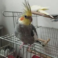 جفت عروس هلندی مولد