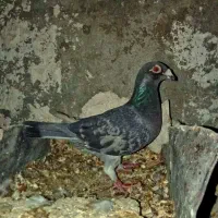 کفتر پلاکی|پرنده|کازرون, |دیوار