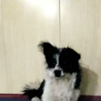 فروش سگ پاکوتاه بردر کولی.|سگ|پاکدشت, پارچین|دیوار