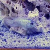 ماهی بلوآکارا