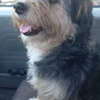 سگ پا کوتاه