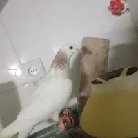کفتر