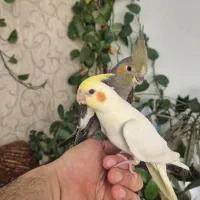 جوجه عروس هلندی دو ماهه کاملا دستی