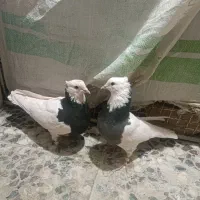 کفتر کوارتبعدی