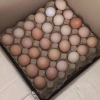 تخم مرغ محلی گلپایگان|خوردنی و آشامیدنی|مشهد, حجاب (شهرک غرب)|دیوار