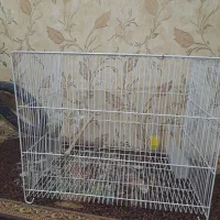 قفس