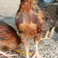خروس|حیوانات مزرعه|بدره, |دیوار