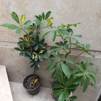 هدیه صد و دویست|گل و گیاه طبیعی|نیشابور, شهید بهشتی|دیوار