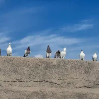 تعدادی کبوتر فروشی