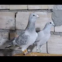 کفتر بوم زدخوردی|پرنده|مشهد, کوشش|دیوار