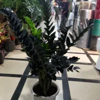 نخل نیکلای انواع گل گیاه اپارتمانی نیلا گالری|گل و گیاه طبیعی|لواسان, |دیوار