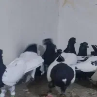 کبوتر کله و سینه.  به شرط