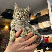 واگذاری گربه ماده ۲ ماه DLH