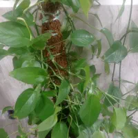 استخدام نیروی  ساده آقا  تولید و بسته بندی