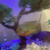 فلاور کامفا مولتی کالر|ماهی|تهران, جیحون|دیوار