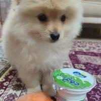 پامر بانمک وبازیگوش