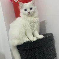 گربه پرشین|گربه|بوشهر, |دیوار