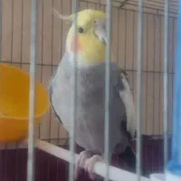 عروس هلندی نر