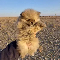 واگذاری دو توله سگ پامرانین اصیل|سگ|خلیل آباد, |دیوار