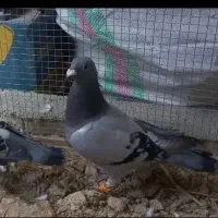 اشتری حمام شان ذبح