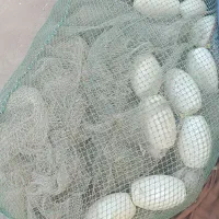 جل صیادی|ماهیگیری|بندرعباس, |دیوار