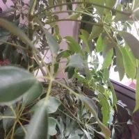 باسلام فروش یونجه باقیمت مناسب به فروش میرسد