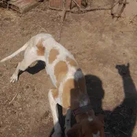 فروش توله سگ انگلیس یک ساله نر قیمت هشت میلیون