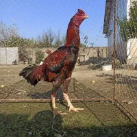 خروس لاری|حیوانات مزرعه|بابلسر, |دیوار