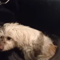 سگ اهلی سرپرستی میدم