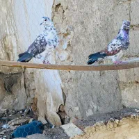 سه عدد کبوتر گرفتنی بفروش می رسد