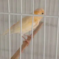 فروش‌۲عدد‌قناری‌ماده‌۲ساله‌سالم‌سرحال
