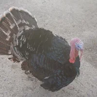 بوقلمون محلی