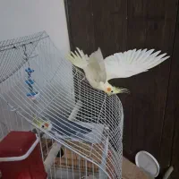 عروس هلندی مولد نر و ماده یه جفت|پرنده|همدان, |دیوار