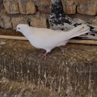 کفتر،کبوتر تزئینی|پرنده|قم, نخودی|دیوار