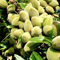 نهالستان گردو، بادام دیرگل و صنوبر پالیز|خدمات باغبانی و درختکاری|صوفیان, |دیوار