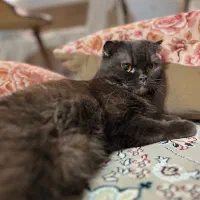 گربه اسکاتیش|گربه|کرمانشاه, |دیوار