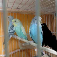 فروش سه عدد جوجه مرغ عشق دستی