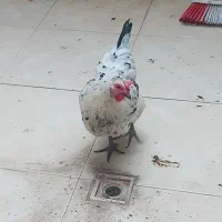 مرغ رسمی تخمگذار