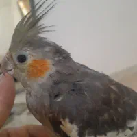 عروس هلندی|پرنده|مشکیندشت, |دیوار