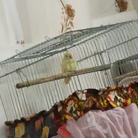 طوطی برزیلی