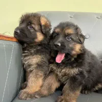 ژرمن شپرد شولاین موکلاسیک