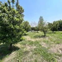 فروش زمین و باغ مرکبات برای سرمایه گذاری|فروش زمین و ملک کلنگی|امامزاده عبدالله, |دیوار