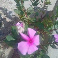 سرویس کوار شهرک صنعتی