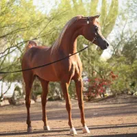 فروش چندراس نریان و مادیان دوسر وخالص