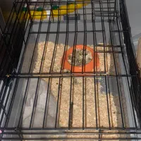 واگذاری خرگوش شیطون همراه با وسایل|موش و خرگوش|بندر انزلی, جهانگانی|دیوار