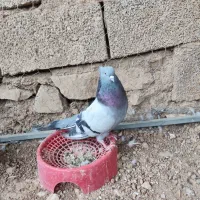 نر سبز صدادار نسل قدیم عطیقه|پرنده|مسجد سلیمان, |دیوار