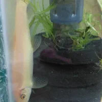 کت برنز البینو