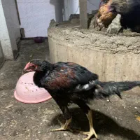 خروس محلی و خروس لاری|حیوانات مزرعه|گرگان, |دیوار