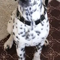 dalmatian-dog
