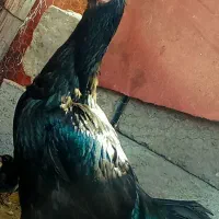 مرغ لاری فول با 7 تا جوجه